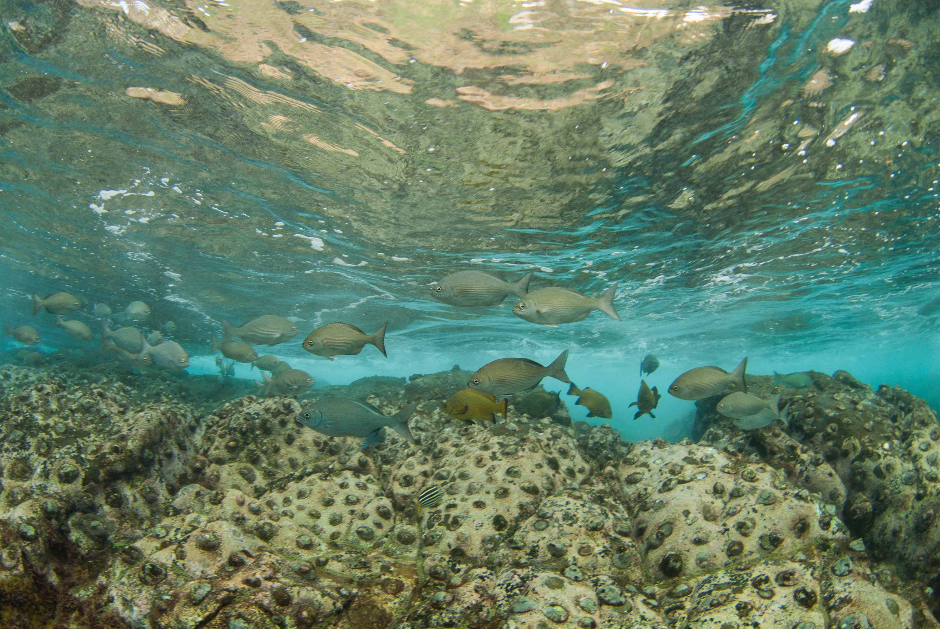 _JFG3727 – kermadec, islands, kermadecs, dive, images, remote, doc, sub tropical, subtropical, sub-tropical, marine, reserve, expedition, lust for rust, mesley, crispin, nz, new, zealand, new zealand, crispin, Kermadecs 13, Endemic, Kermadecs, Giant, Limpet, Patella, kermadecensis, Caramel, Drummer, Girella, fimbriata,